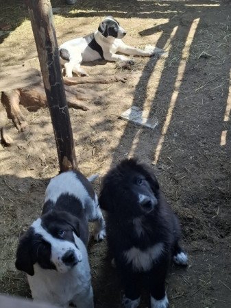 Közép -Ázsiai juhász kutya