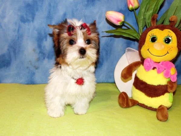 Biewer Yorkshire Terrier Yorki