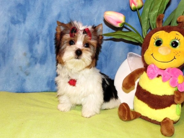 Biewer Yorkshire Terrier Yorki