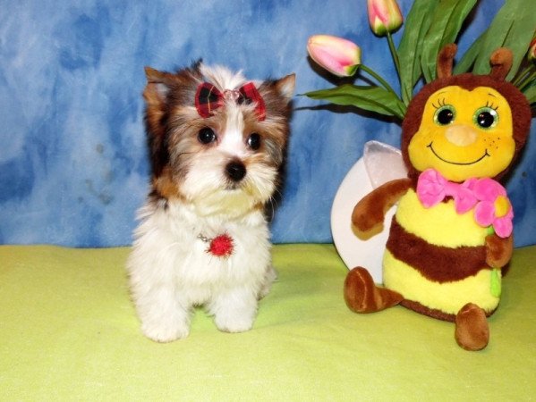 Biewer Yorkshire Terrier Yorki