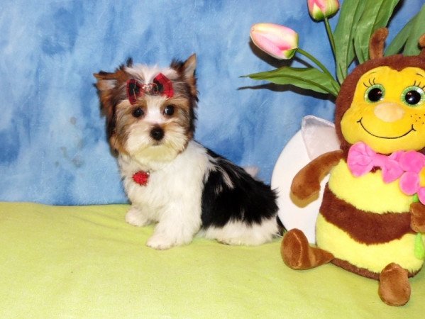 Biewer Yorkshire Terrier Yorki
