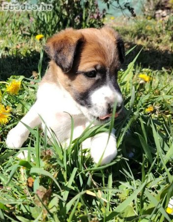 4 kis foxi költözne külön.