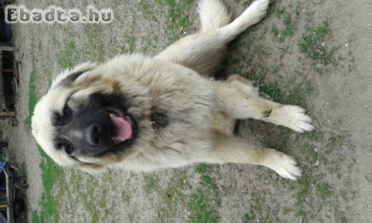 Sarplaninai juhászkutya