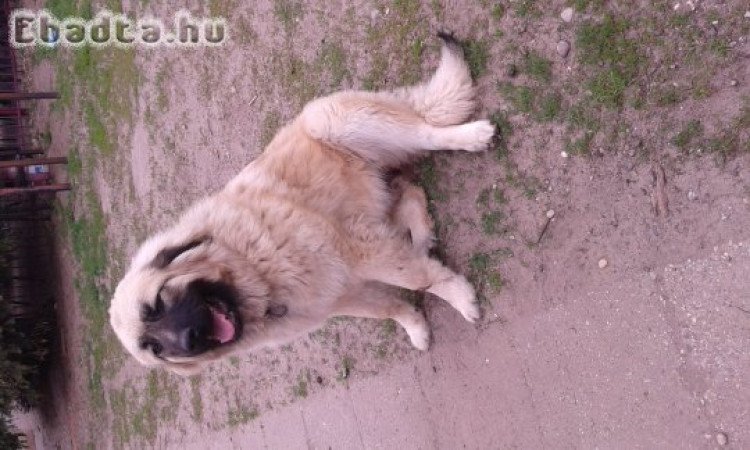 Sarplaninai juhászkutya