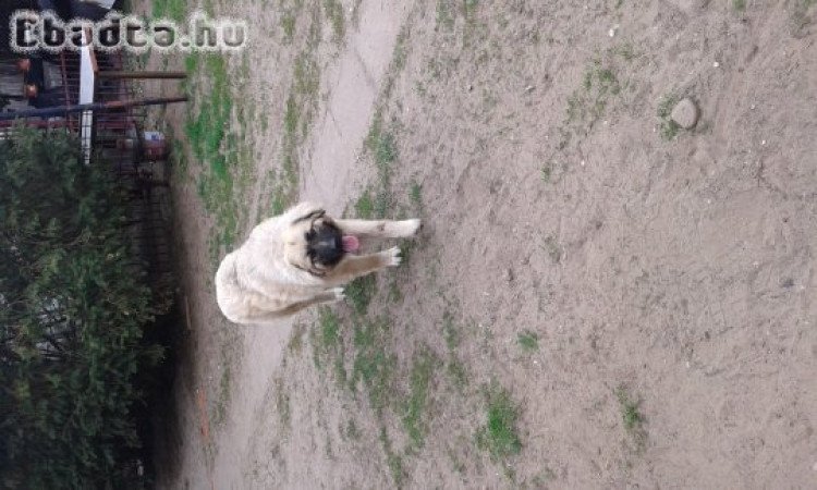 Sarplaninai juhászkutya