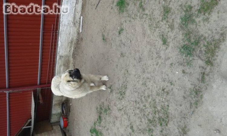 Sarplaninai juhászkutya