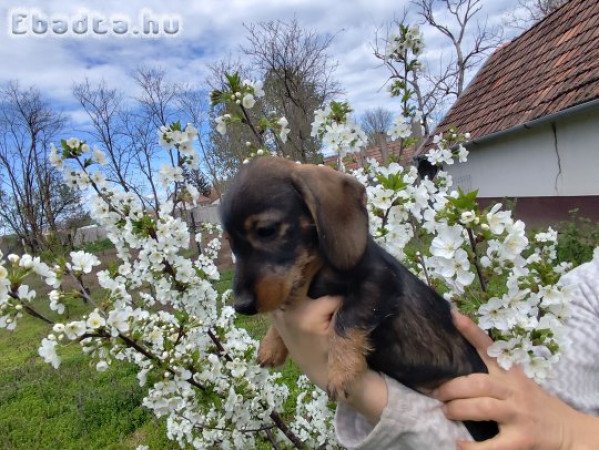 Szalkas szőrű törpe tacskó eladó