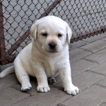 Labrador