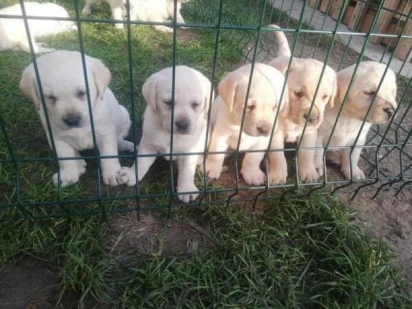 Labrador