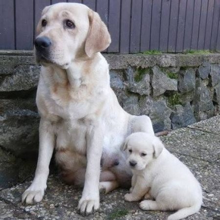 Labrador