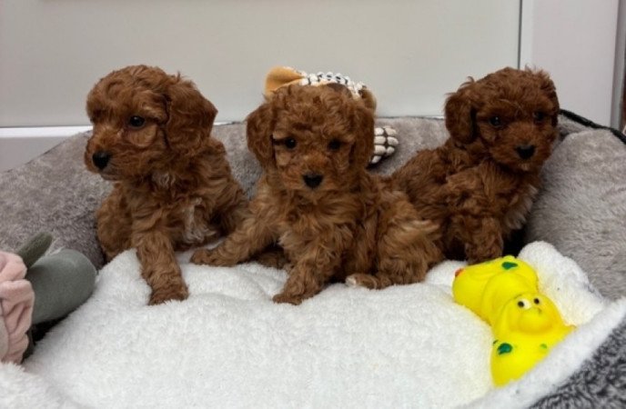 Uszkár