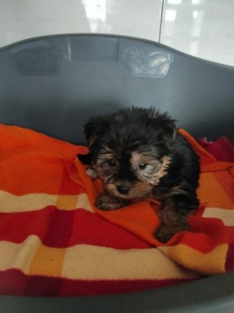 Yorkshire terrier
