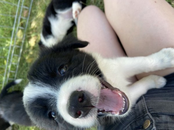 Border collie