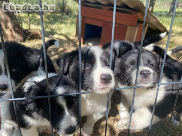 Nyolc hetes border collie szuka kiskutya