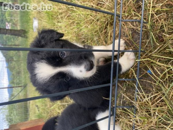 Nyolc hetes border collie szuka kiskutya