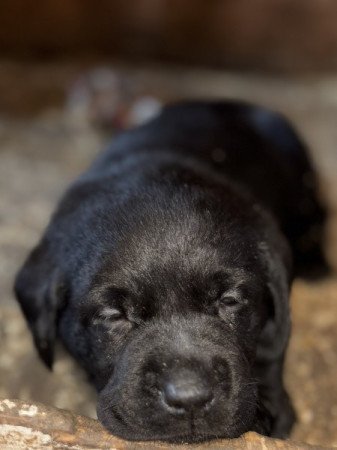 Labrador retriver