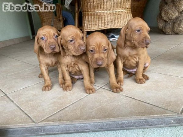 Magyar vizsla kölykök