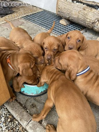 Magyar vizsla kölykök