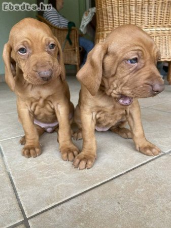Magyar vizsla kölykök