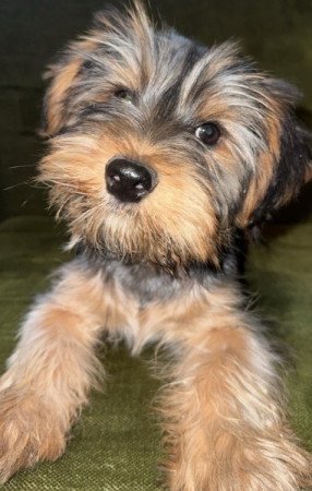 Yorkshire Terrier