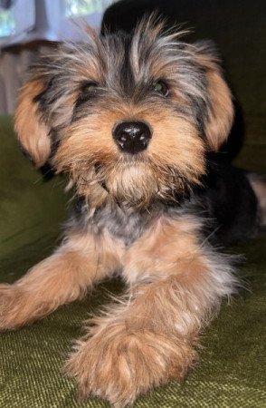 Yorkshire Terrier