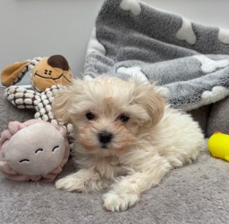 Maltipoo