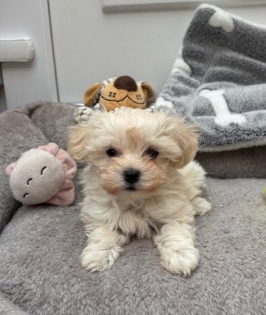Maltipoo