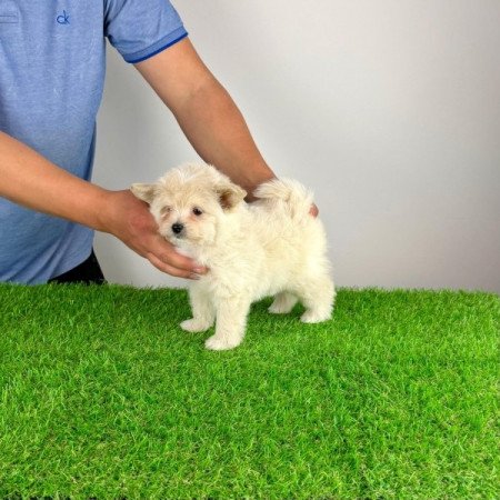 Pomapoo
