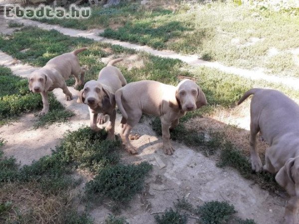 Weimari vizsla kölykök eladók!