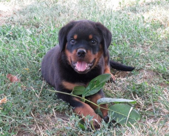 Rottweiler