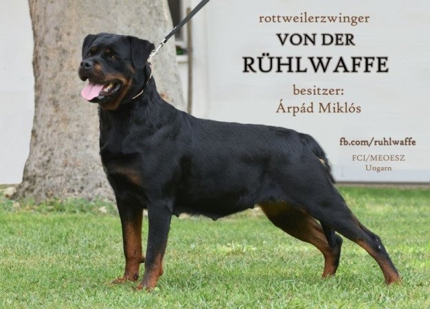 Rottweiler