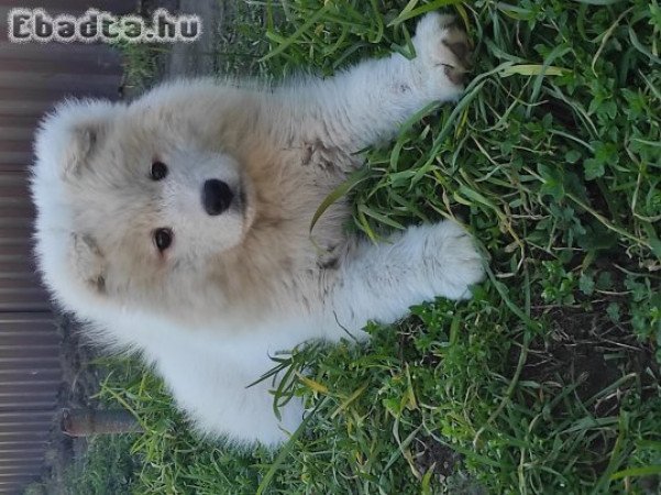 4hónapos Szamojed/Samoyed kislány