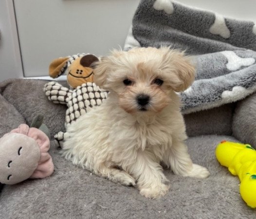 Maltipoo