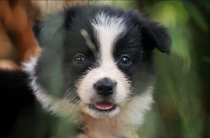 Border Collie