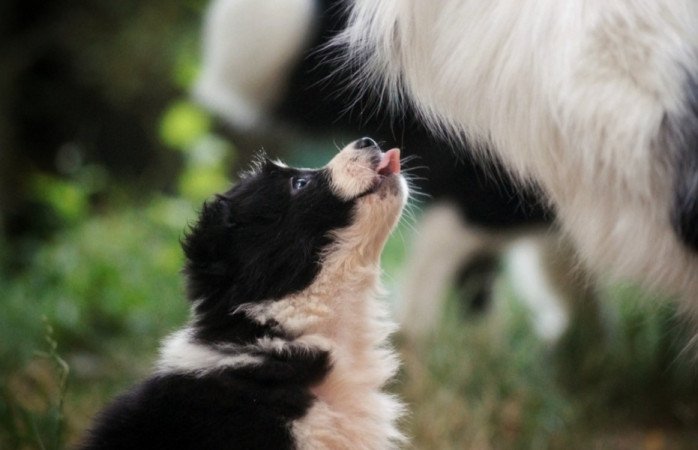 Border Collie