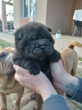 Shar pei
