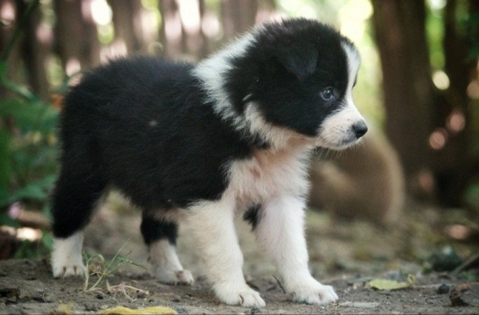 Border Collie