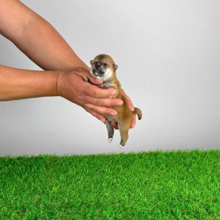 Shiba Inu