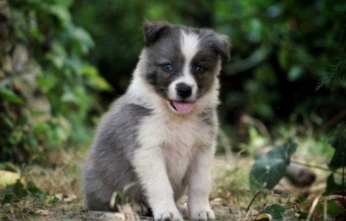 Border Collie