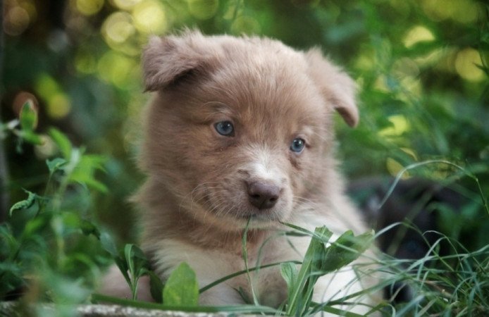 Border Collie