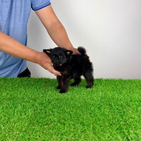 Pomapoo