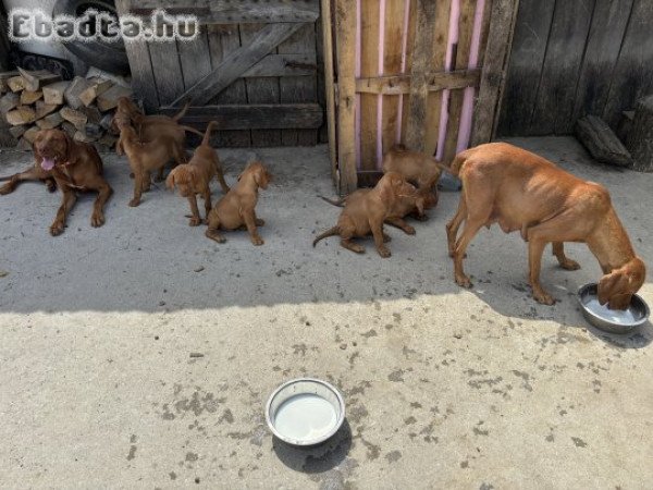 Magyar vizsla kiskutya