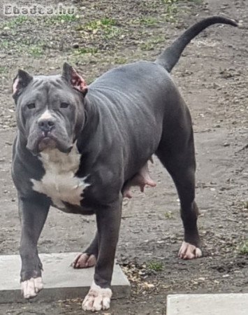 Amerikai Bully XXL Szuka