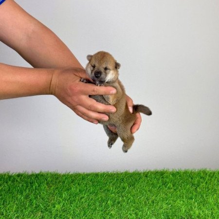 Shiba Inu