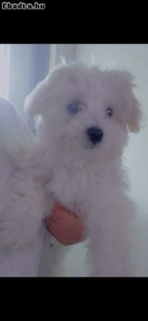 Bichon Havanese