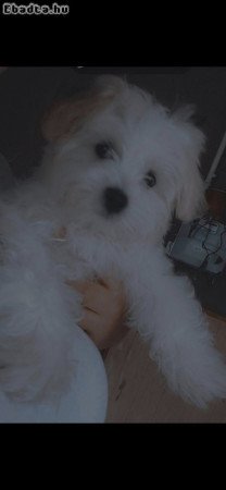 Bichon Havanese