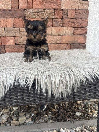Yorkshire terrier