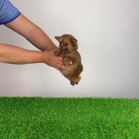 Pomapoo