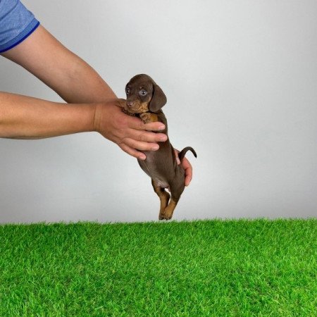 Törpe tacskó