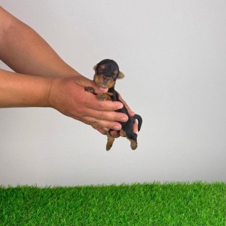 Yorkshire terrier